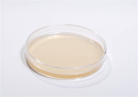 Fileyped Agar Plate Wikimedia Commons