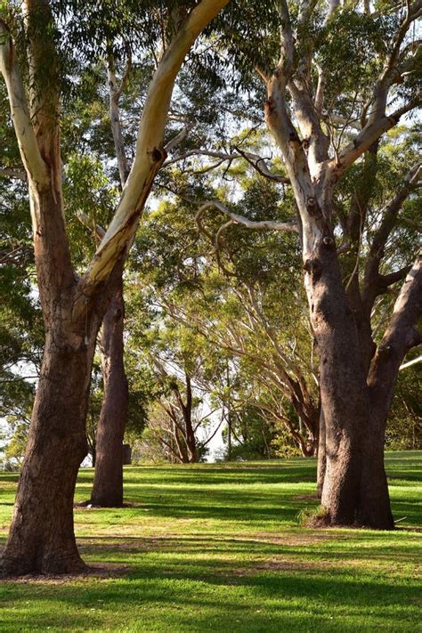 Large Eucalyptus Trees In Park Stock Photo Image Of Carrol Garden