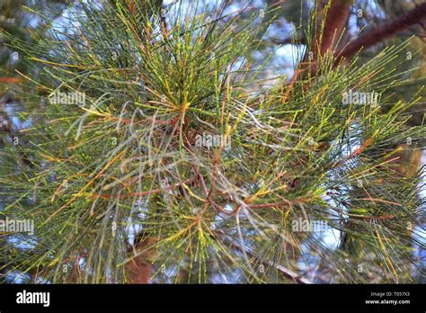 Australian Pine Tree Stock Photos And Australian Pine Tree Stock Images
