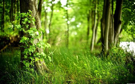 1080p Free Download Green Woods Nature Graphy Hd Wallpaper Peakpx