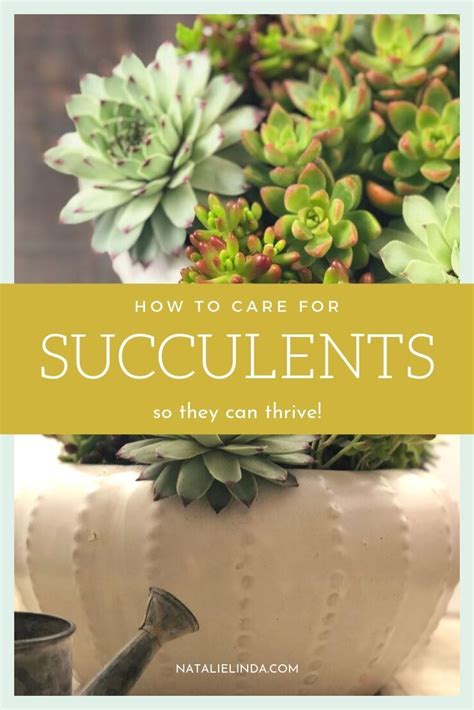 We did not find results for: Succulents 101: How to Care for Succulents so They Can ...