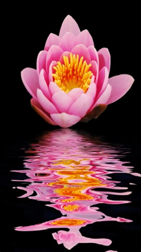 Lotus Flower Live Wallpaper Appstore For Android