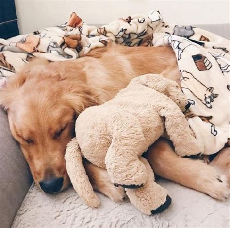 Why Do Puppies Hump Stuffed Animals