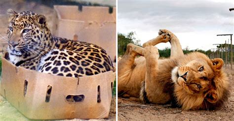 How would magentism affect the good luck properties of the cat placenta? 14 Big Cats Acting Like House Cats Is the Cutest Thing Ever