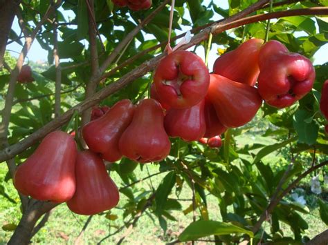 Nama Buah Buahan Dan Gambarnya