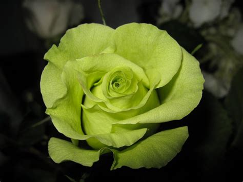 Green Rose Flowers Flower Hd Wallpapers Images Pictures Tattoos