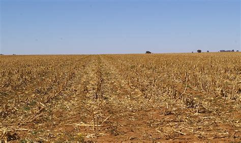 Crop Residues Popular Crops And Managing Them Agriorbit