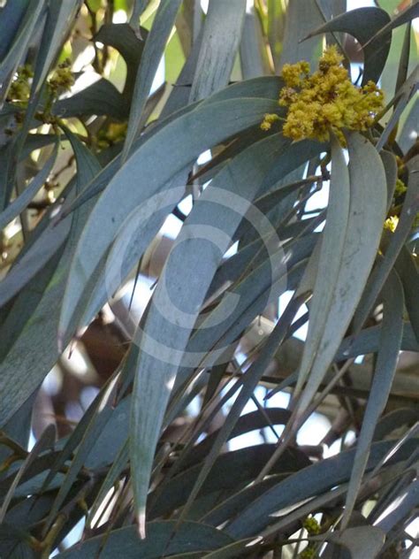 Acacia Harpophylla Brigalow Information And Photos