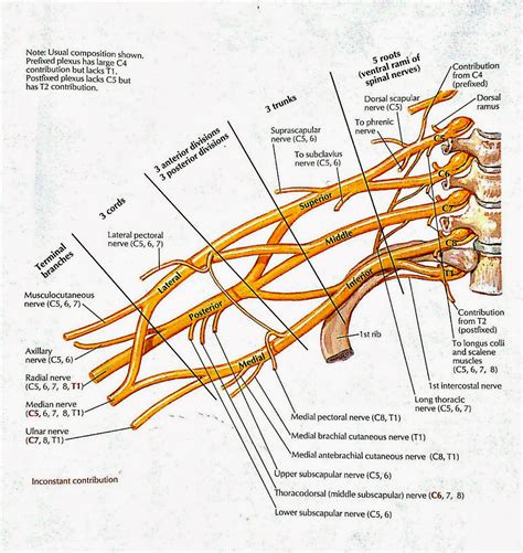 Visual Anatomy Brachial Plexus