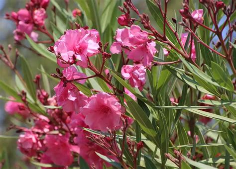 The Best Shrubs To Grow In Florida 19 Florida Friendly Shrubs