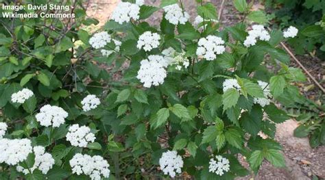 Types Of Viburnum Shrubs Trees And Hedges With Pictures