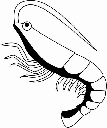 Shrimp Clipart Clip Crawfish Udang Outline Wikiclipart
