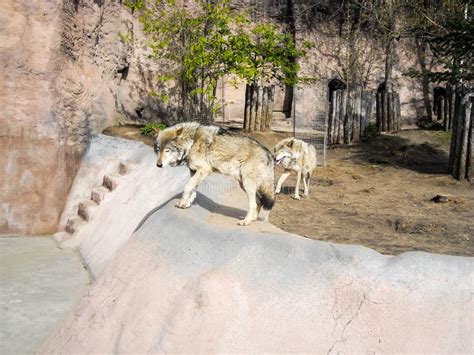 Two Grey Wolves At The Zoo Stock Image Image Of Canine 147019659