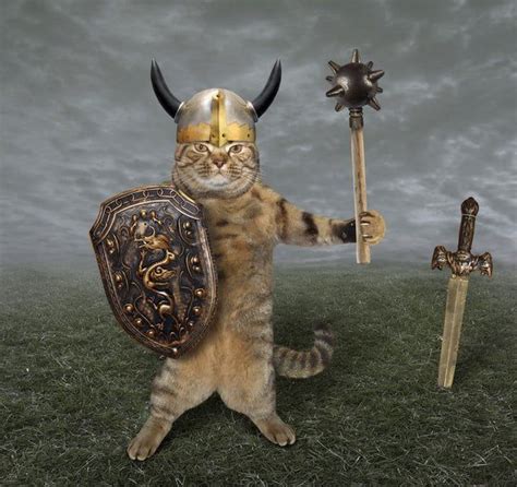 Viking Cats Dna Study Shows The Crucial Role Felines Played In Viking