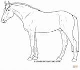 Horse Coloring Pages Horses Quarter Thoroughbred Appaloosa Drawing Hanoverian Color Print Getcolorings Printable sketch template