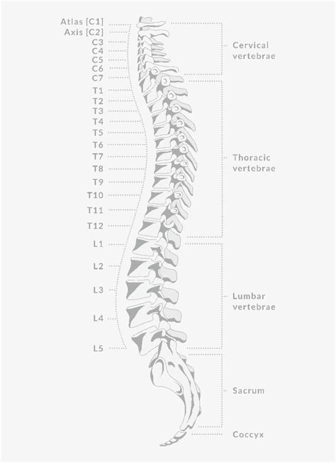 Thoracic Spine Ct Anatomy Transparent Png 525x1053 Free Download On