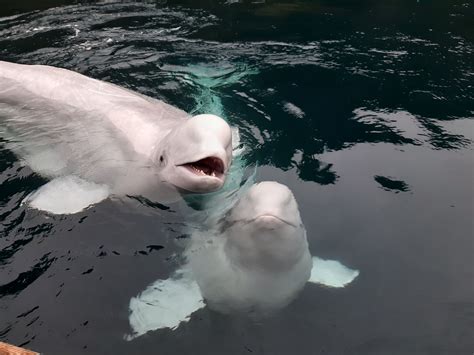 Beluga And Puffin Sanctuary Boat Trip Combo 2022 Visit Westmain