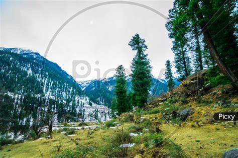 Image Of A Green Valley In The Lap Of The Mountain With Tall Deodar