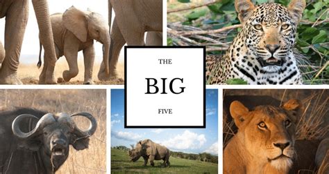 Africa S Big Five Big Five Animals Africa Wildlife To