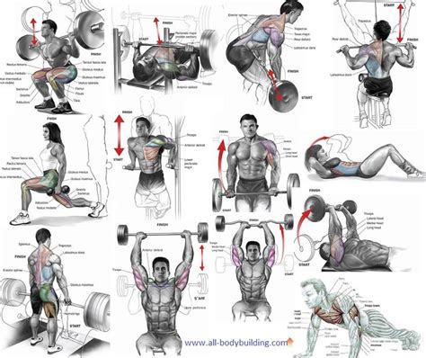 Go back to the major muscle groups table of contents. The Best Exercises to Include In Your Muscle Building ...