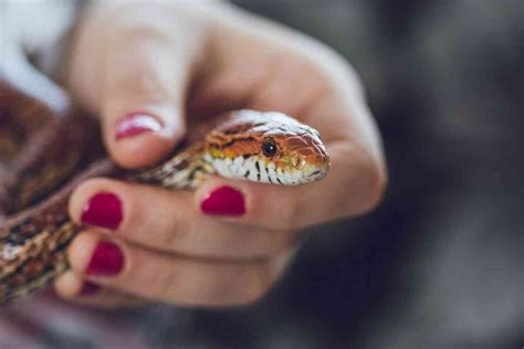 Top 7 Friendliest Pet Snakes And Why Theyre Great Embora Pets