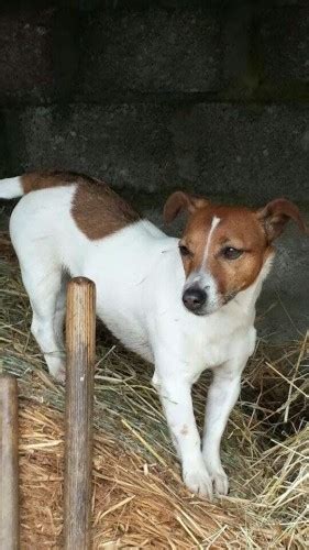 Female Jack Russell Lost In Innishannon Munster Lost And Found Pet