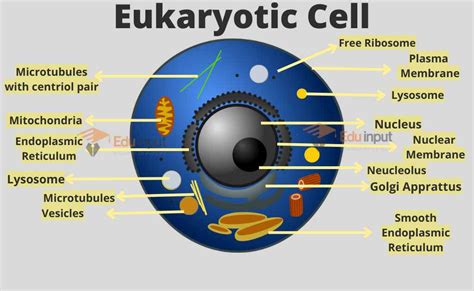 Eukaryotic Cell Characteristics And Cell Structure