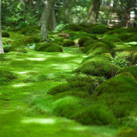 Kyoto Moss Universe Moss Lawn Backyard Landscaping Moss Garden