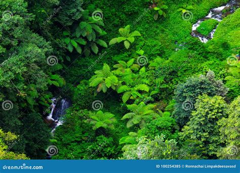 Vista Aérea De La Selva Tropical Imagen De Archivo Imagen De Bosque