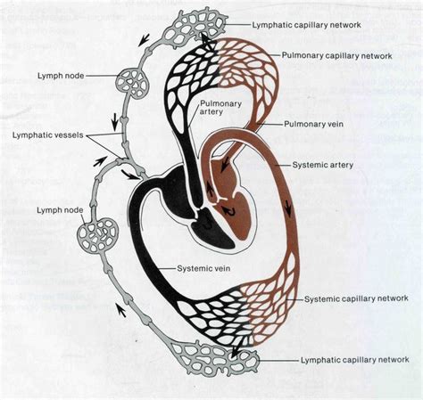 78 Images About Nursing School Lymphatic System On Pinterest The