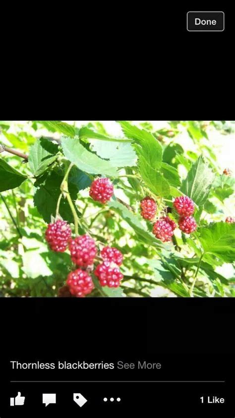 BLACKBERRY JAM | Blackberry jam, Thornless blackberries, Blackberry