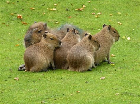 Baby Capybara Capybara