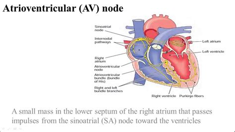 Cardiovascular System Medical Terminology Part 1 Youtube