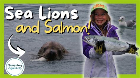 Salmon Sea Lions And Eagles Oh My Visiting The Solomon Gulch Hatchery
