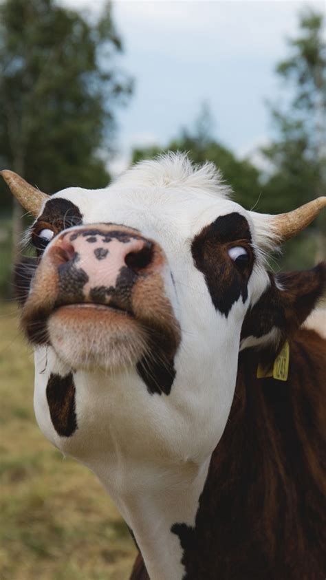 Funny Cow Face Pictures All About Cow Photos