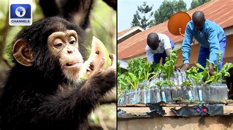 Pyramid Gardens In Uganda Protecting Orphaned Chimps In Guinea + More