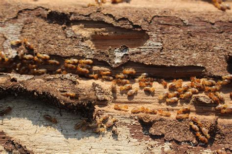 Evaluating And Repairing Termite Damage In Crawl Spaces Near Durham