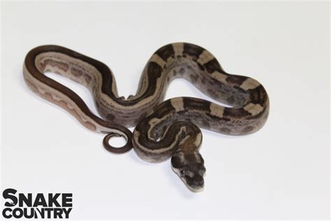 Img Hypo Motley Jungle Het Sharp Boa Constrictor Snake Country