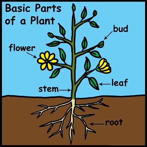 Plant Diagram For Kids To Label