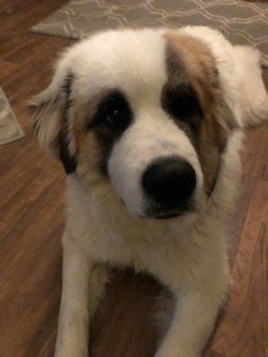 Saint Bernard And Great Pyrenees Dog Breeds Great Pyrenees Hybrid Dogs