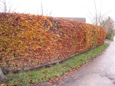 3 Copper Beech 2 3ft Purple Hedging Treesstunning All Year Colour 60