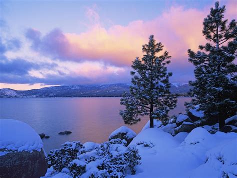 Online Crop Snow Covered Green Pine Trees Beside Body Of Water During