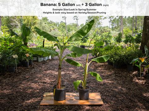Apple Banana Plant • Just Fruits And Exotics