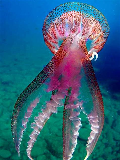Deep Sea Creatures Beautiful Sea Creatures Animals Beautiful