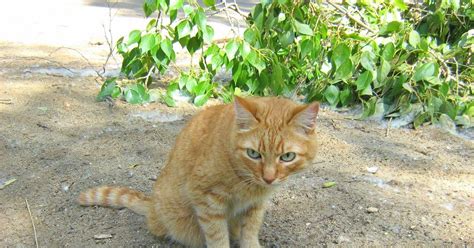 Turquoise Eyes Ginger Cat — Russian Cats Pictures