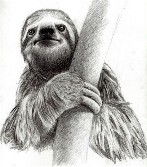 Realistic Black And White Sloth Hiding Behind Tree Tattoo Design