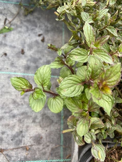 Chaque pied de menthe sera distancé d'au moins 50 cm. Menthe Chocolat