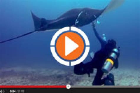 Video Incredible Manta Ray Rescue Scuba Diving