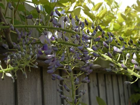 Wisteria To Celebrate The First Year Of Flowering Of The N… Flickr