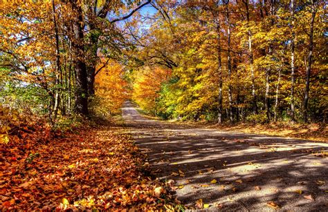 Fallen Leaves Along The Road Country Roads Road Nature Photography